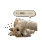 猫。ルキまる（個別スタンプ：11）