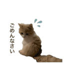猫。ルキまる（個別スタンプ：12）