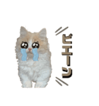 猫。ルキまる（個別スタンプ：13）