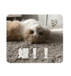 猫。ルキまる（個別スタンプ：14）