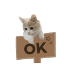 猫。ルキまる（個別スタンプ：15）