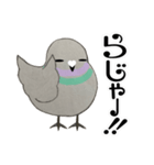 鳩ぽっぽさん（個別スタンプ：34）