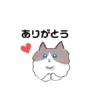 ラグドールのこてつ（個別スタンプ：3）