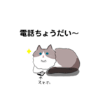 ラグドールのこてつ（個別スタンプ：11）