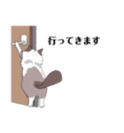 ラグドールのこてつ（個別スタンプ：13）