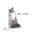 ラグドールのこてつ（個別スタンプ：17）