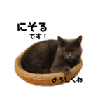 ブリティッシュショートヘアの猫のスタンプ（個別スタンプ：1）