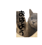 ブリティッシュショートヘアの猫のスタンプ（個別スタンプ：5）