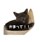 ブリティッシュショートヘアの猫のスタンプ（個別スタンプ：6）