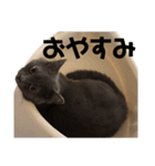 ブリティッシュショートヘアの猫のスタンプ（個別スタンプ：7）