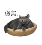 ブリティッシュショートヘアの猫のスタンプ（個別スタンプ：12）