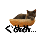 ブリティッシュショートヘアの猫のスタンプ（個別スタンプ：15）