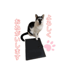 しろくろネコのスタンプ（個別スタンプ：5）