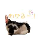 しろくろネコのスタンプ（個別スタンプ：12）