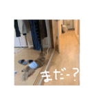ウィルのきもち5（個別スタンプ：10）