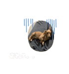 ウィルのきもち5（個別スタンプ：16）