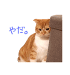 猫のやつはしくんスタンプ（個別スタンプ：6）