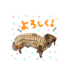 ひでお with あにまるず（個別スタンプ：6）