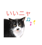 さくら猫ころすけ（個別スタンプ：5）