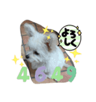 自称世界一かわいい犬です（個別スタンプ：13）