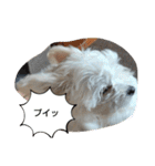 自称世界一かわいい犬です（個別スタンプ：14）