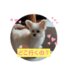 自称世界一かわいい犬です（個別スタンプ：22）