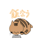 ねこのまあまあ使えるスタンプ（個別スタンプ：8）