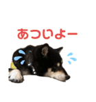 愛犬そらまめちゃん（個別スタンプ：1）