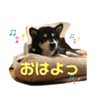 愛犬そらまめちゃん（個別スタンプ：3）