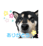 愛犬そらまめちゃん（個別スタンプ：7）