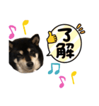 愛犬そらまめちゃん（個別スタンプ：20）