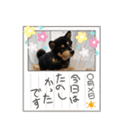 愛犬そらまめちゃん（個別スタンプ：33）