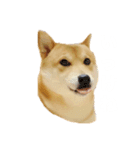 柴犬こむぎと主人のステップ（個別スタンプ：1）