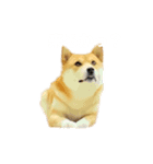 柴犬こむぎと主人のステップ（個別スタンプ：2）