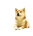 柴犬こむぎと主人のステップ（個別スタンプ：6）