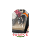 うちの さぶ！❷（個別スタンプ：2）