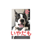 うちの さぶ！❷（個別スタンプ：4）