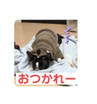 うちの さぶ！❷（個別スタンプ：5）