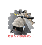 うちの さぶ！❷（個別スタンプ：6）