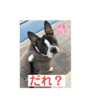 うちの さぶ！❷（個別スタンプ：7）