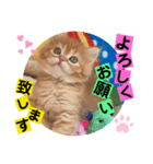 ねこまーち フラワープリンセス（個別スタンプ：2）