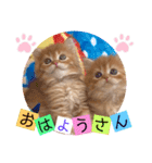 ねこまーち フラワープリンセス（個別スタンプ：8）