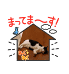 末っ子ちびニャン(=^・^=)（個別スタンプ：10）