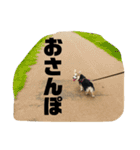 コーギー犬アナちゃん(生後〜2歳ver)（個別スタンプ：24）
