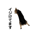 コーギー犬アナちゃん(生後〜2歳ver)（個別スタンプ：38）