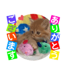 ねこまーち さくらプリンセス（個別スタンプ：1）