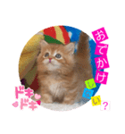 ねこまーち プリンスエスカレード（個別スタンプ：3）