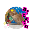 ねこまーち プリンスエスカレード（個別スタンプ：4）