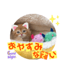 ねこまーち プリンスエスカレード（個別スタンプ：8）