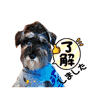 Mシュナウザーのカール顔デカ敬語（個別スタンプ：14）